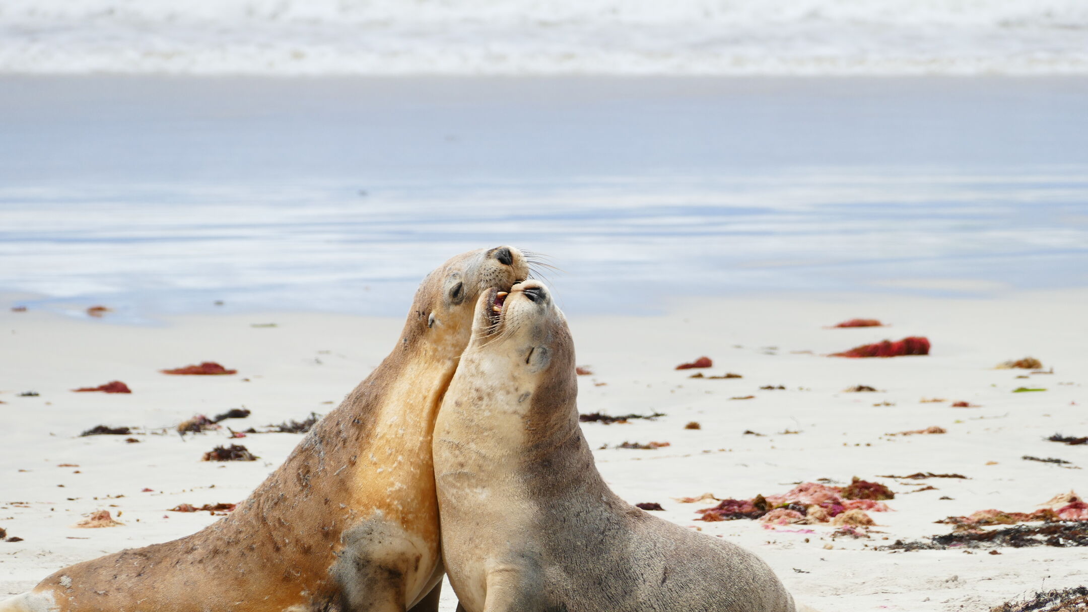 kangaroo island day tour from cape jervis