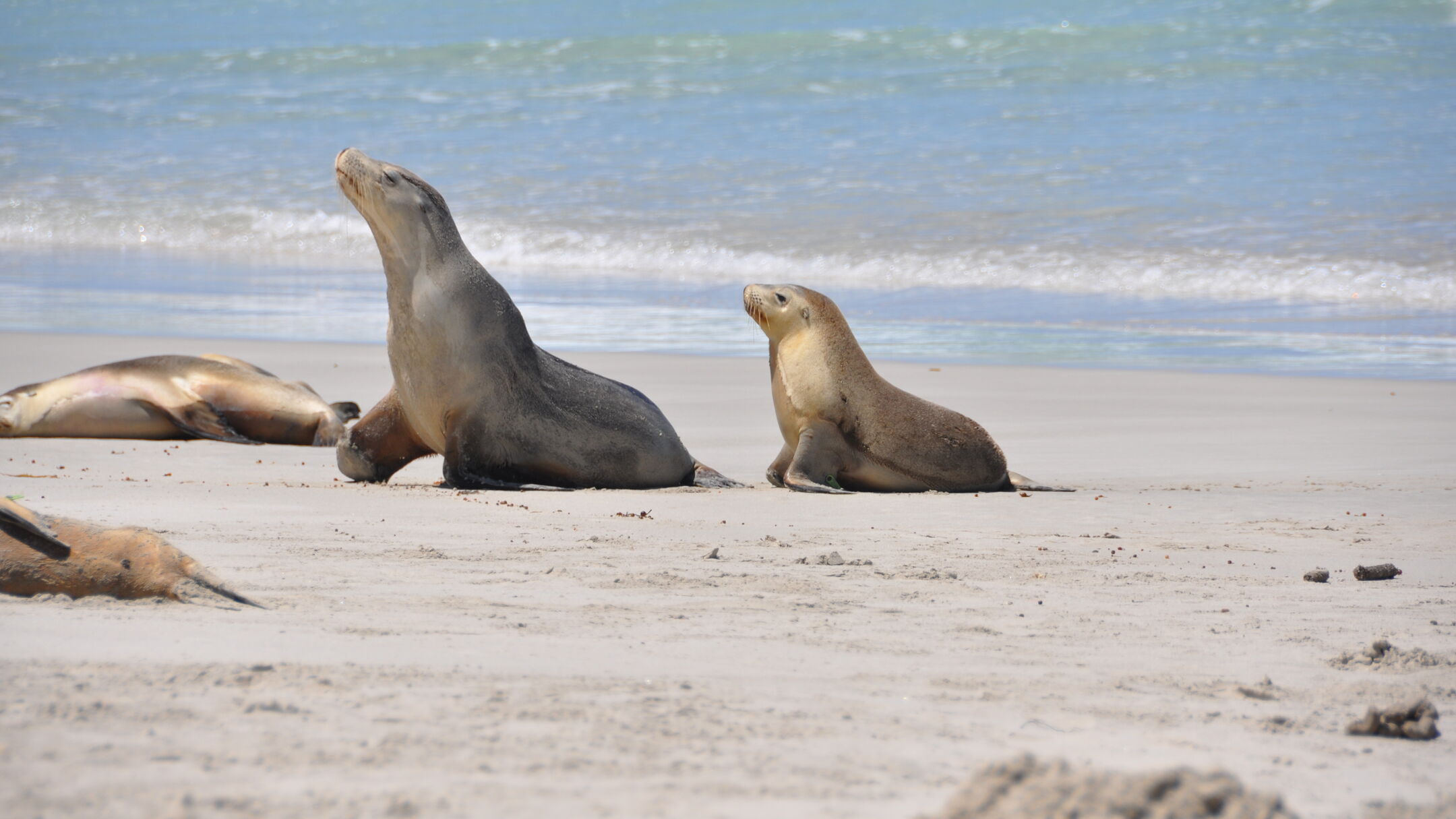 kangaroo island day tour from cape jervis