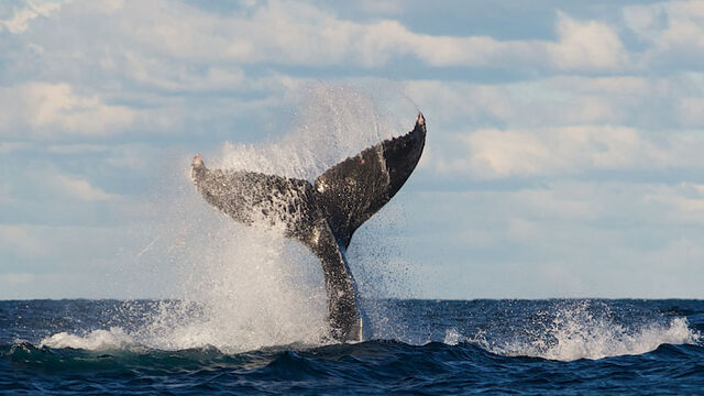  Taronga Zoo & Whale Watching Cruise Sydney