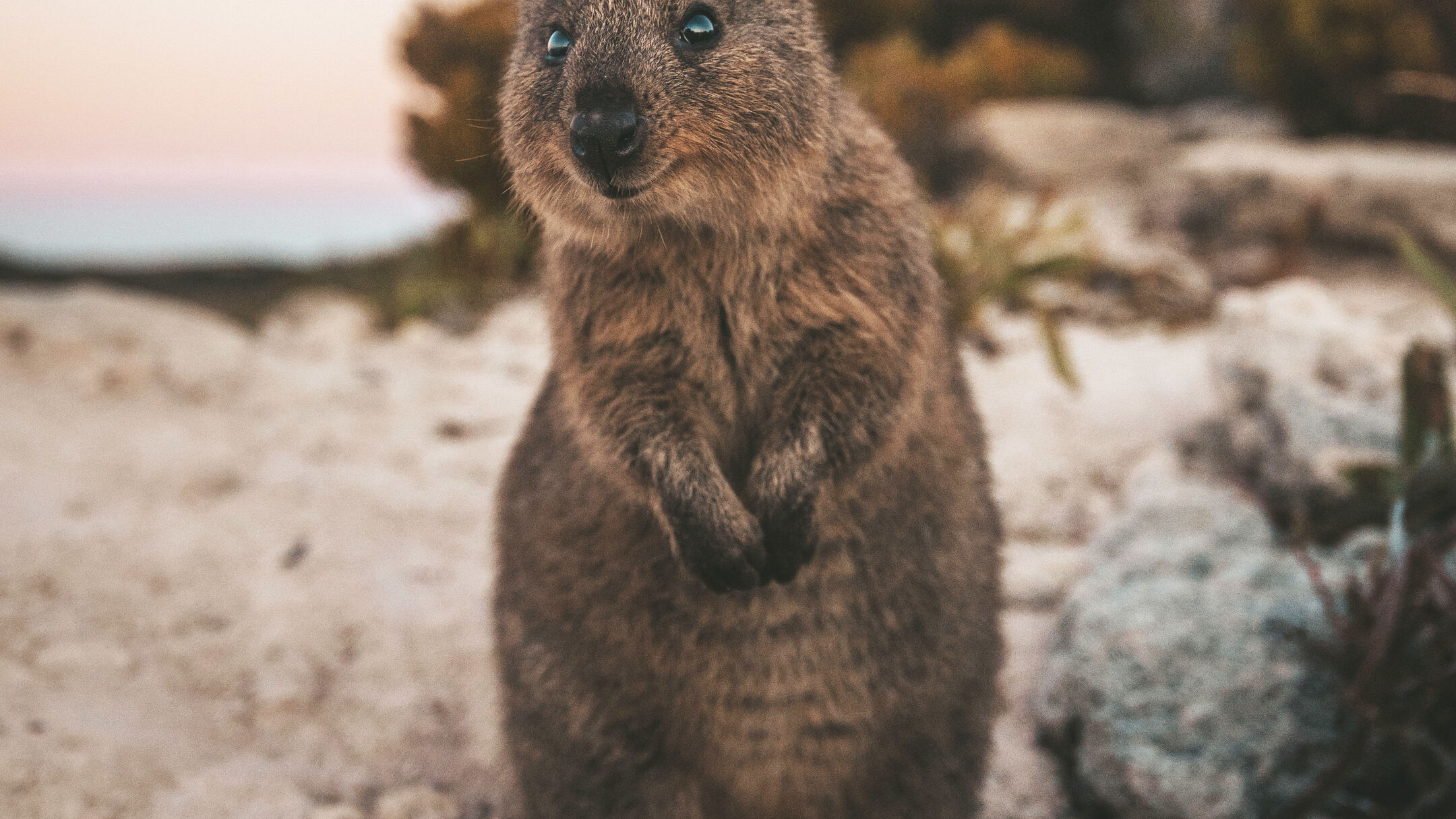 9:00am - Rottnest Island - Same day return ferry departing from Fremantle