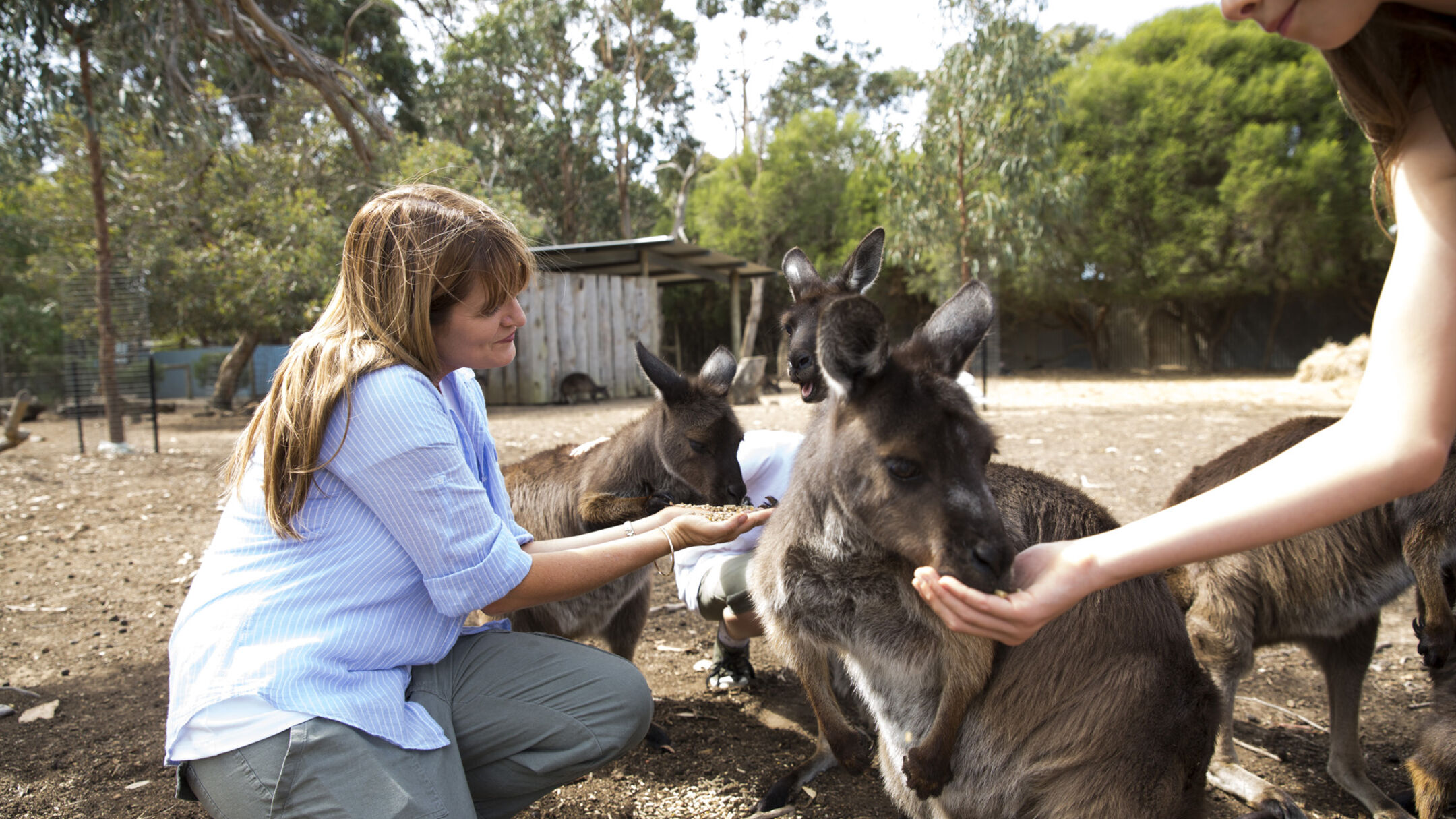 1 Day Kangaroo Island Experience Tour - Departs Adelaide