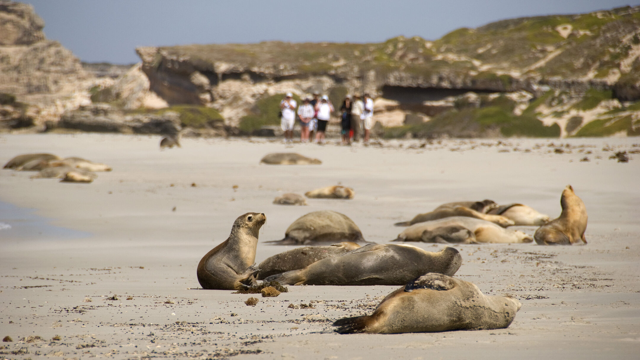 2 Day Ultimate Kangaroo Island (accommodation at KI Seafront Hotel, Penneshaw)