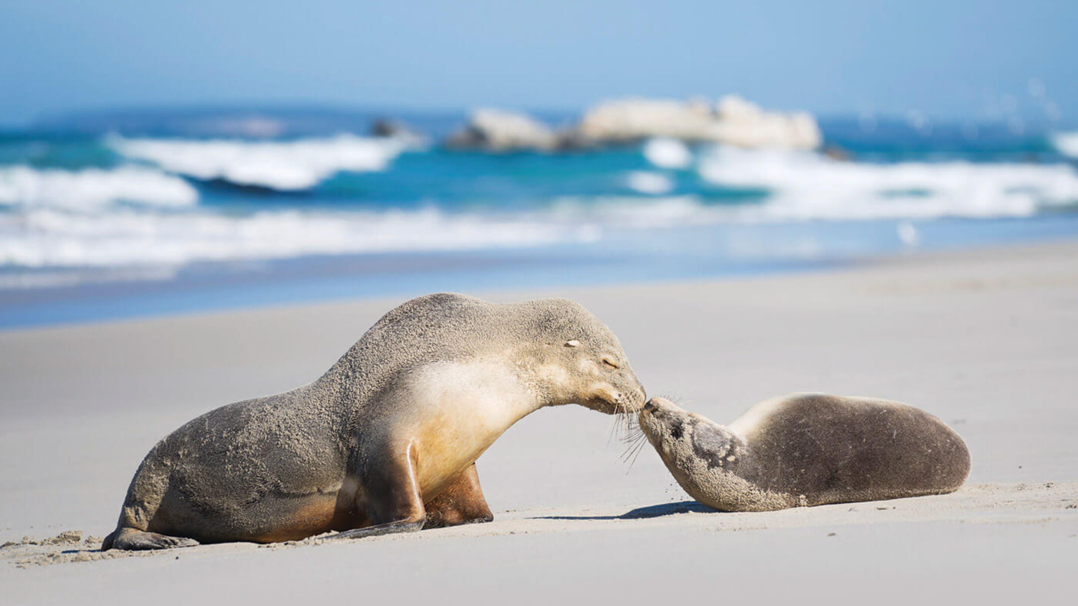 4 Day Kangaroo Island Experience