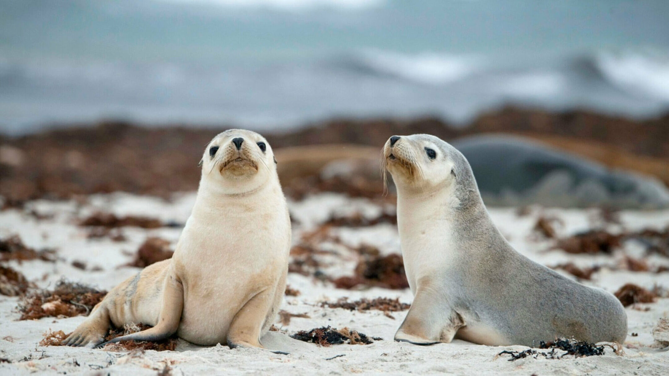 Adelaide and Kangaroo Island Escape