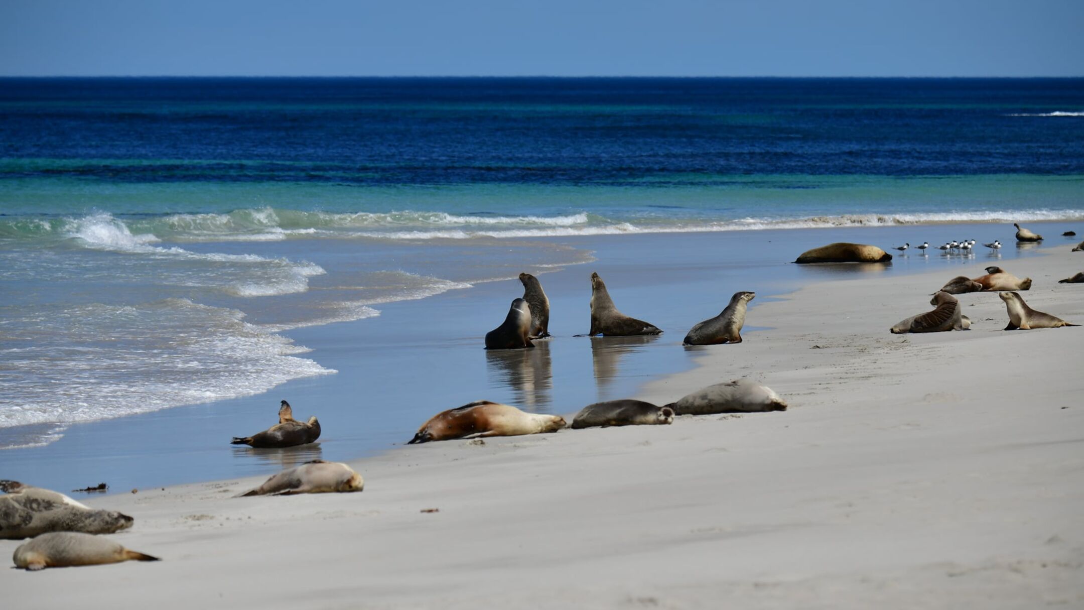 1 Day Kangaroo Island Experience Tour - On Island (Depart KI Seafront Hotel, Penneshaw)