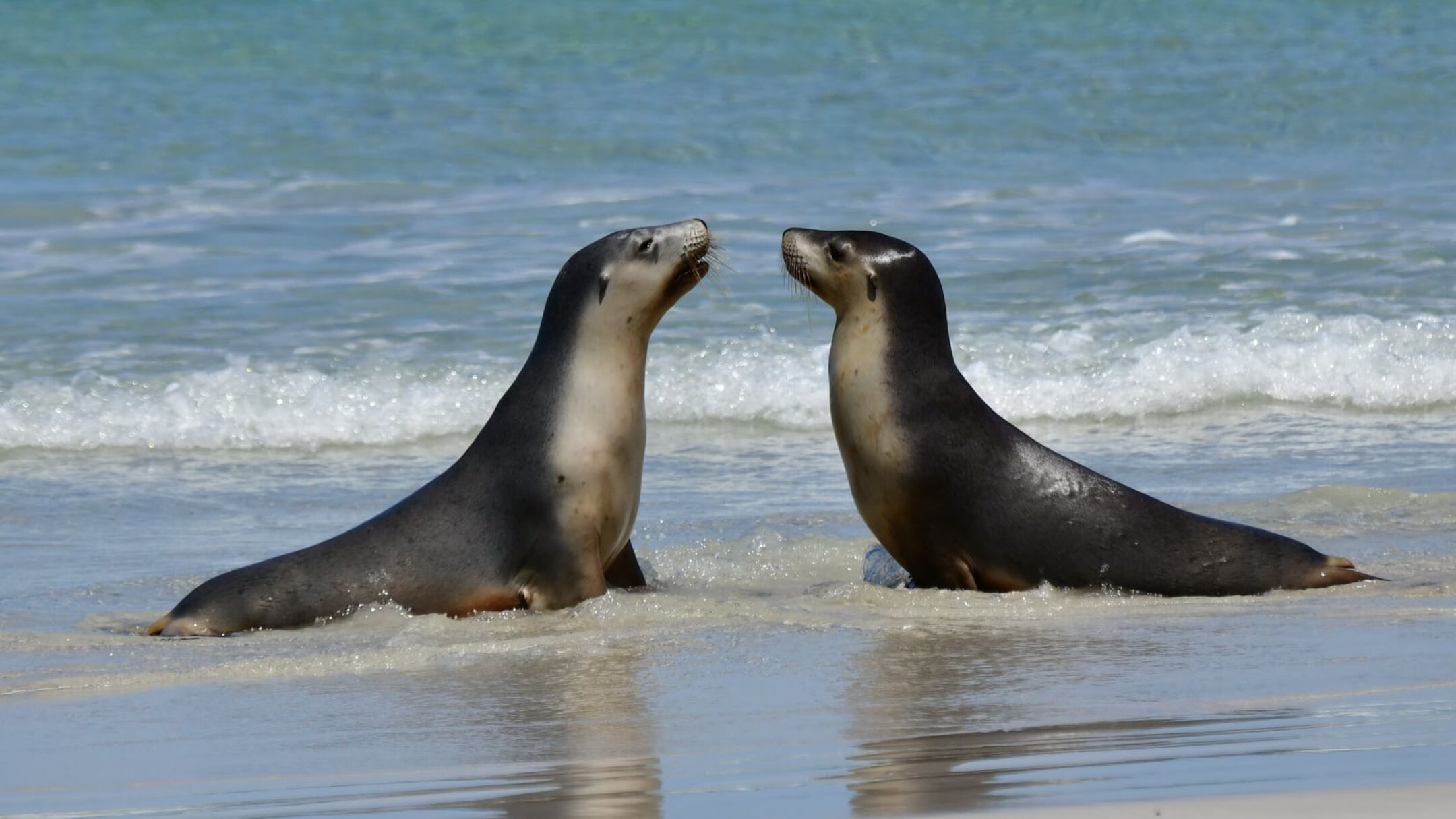 1 Day Kangaroo Island Experience Tour - On Island (Depart KI Seafront Hotel, Penneshaw)