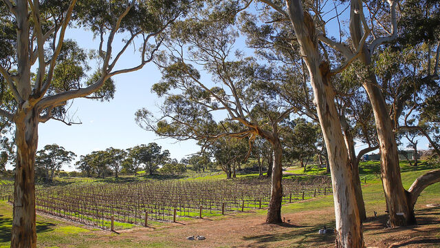 Barossa Food and Wine Experience