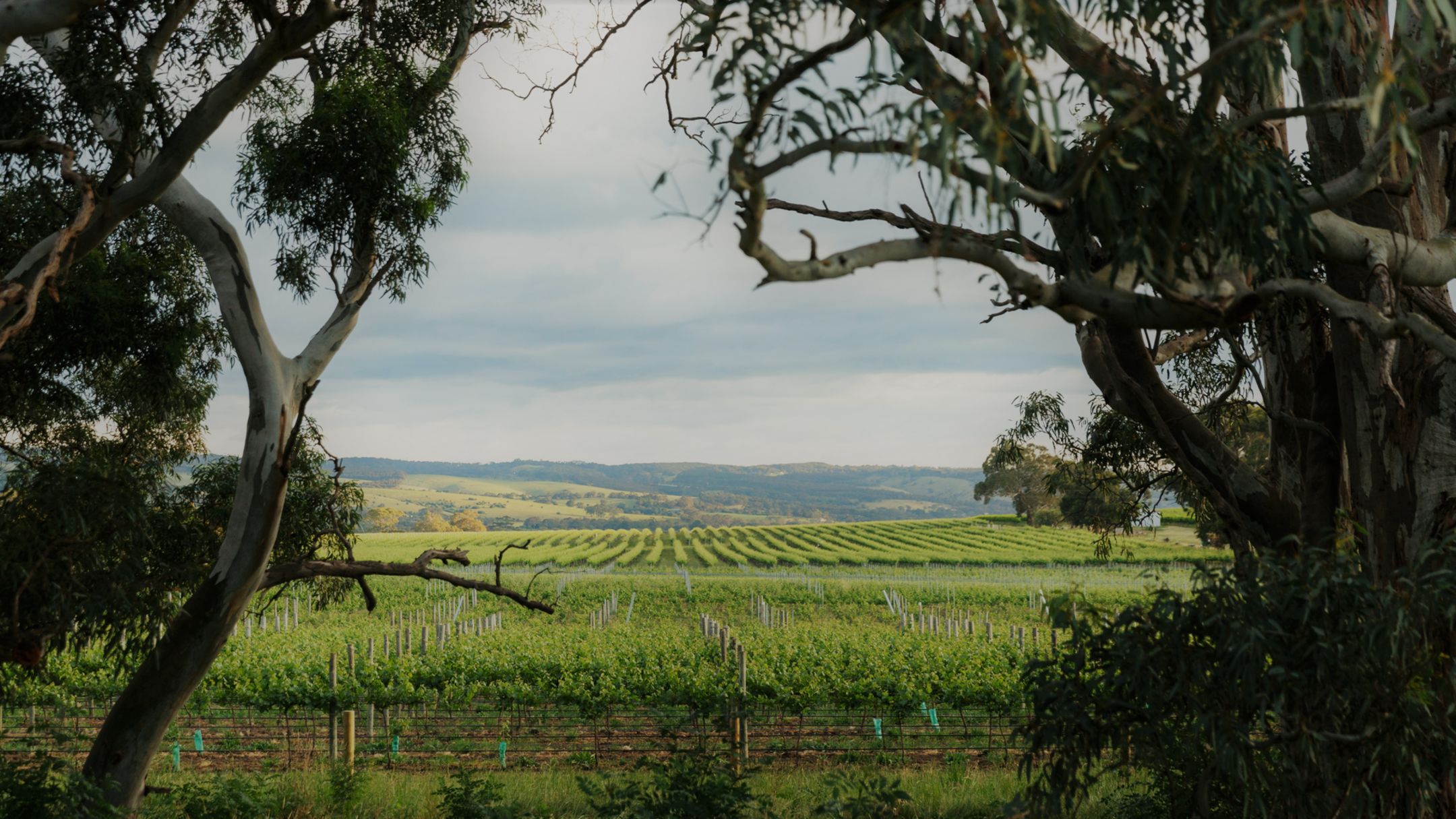 Victor Harbor and Southern Highlights (without Lunch)