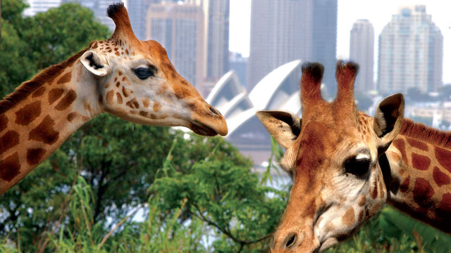  Taronga Zoo & Whale Watching Cruise Sydney
