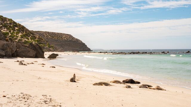 1 Day Kangaroo Island Indigenous Tour - Departs Adelaide