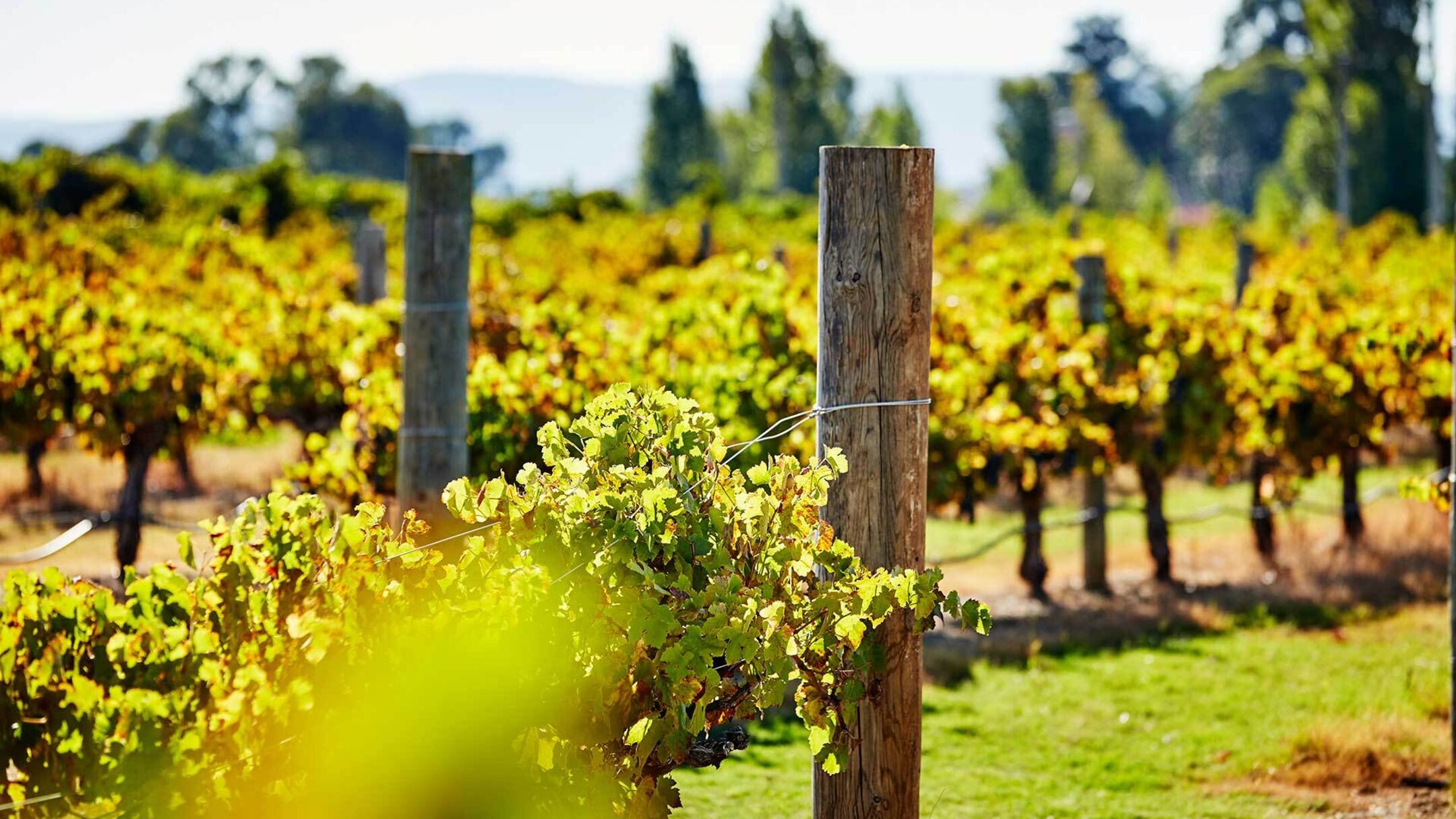 Swan Valley Wine Cruise