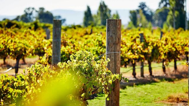 Swan Valley Wine Cruise